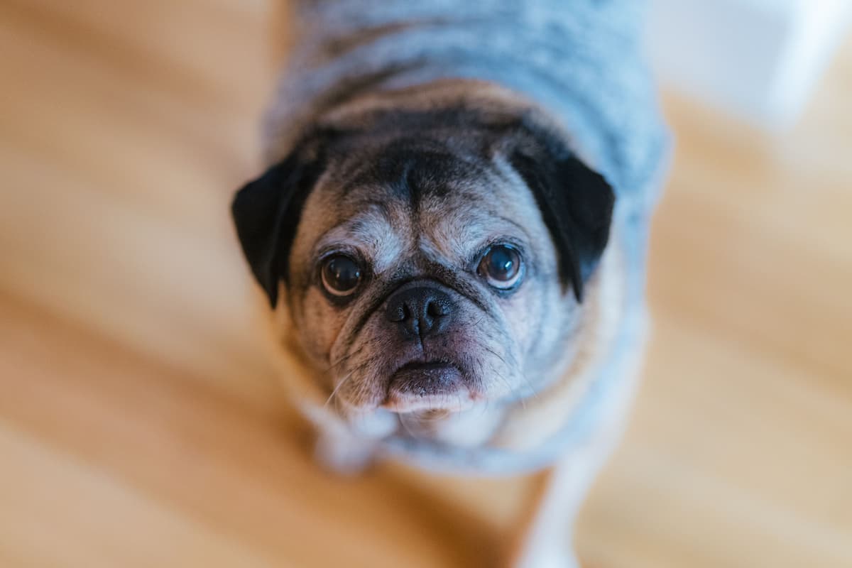 Small, older dog
